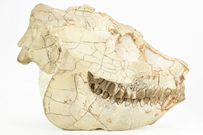 Exquisite Fossil Oreodont (Leptauchenia) Skull - South Dakota #217189